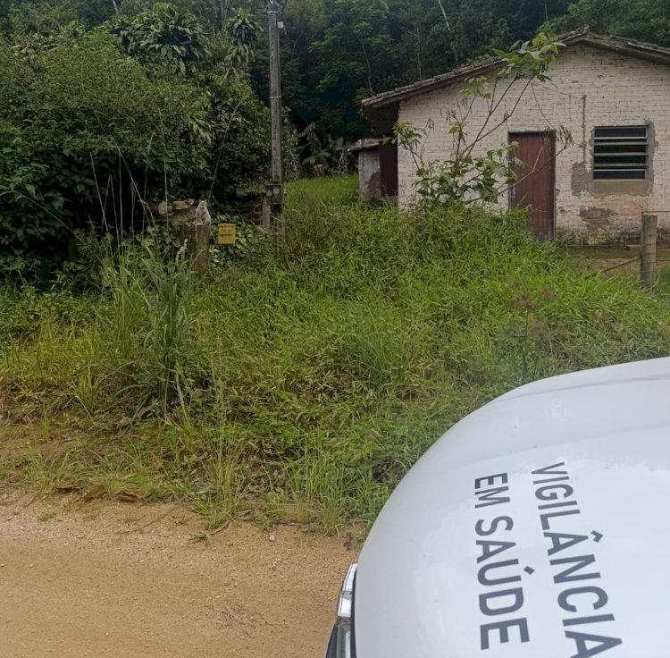 Cocal do Sul confirma doença transmitida por gatos e amplia ações de prevenção para todos os bairros