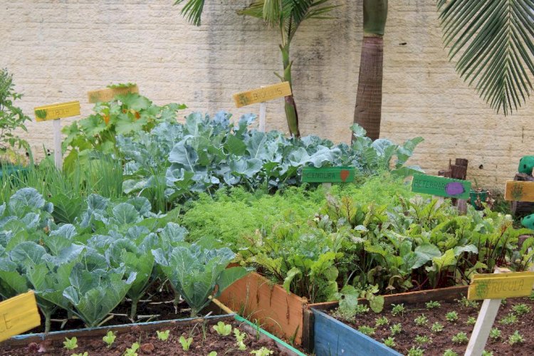 Projeto que institui o Programa de Horta Comunitária Urbana é aprovado na Câmara de Criciúma