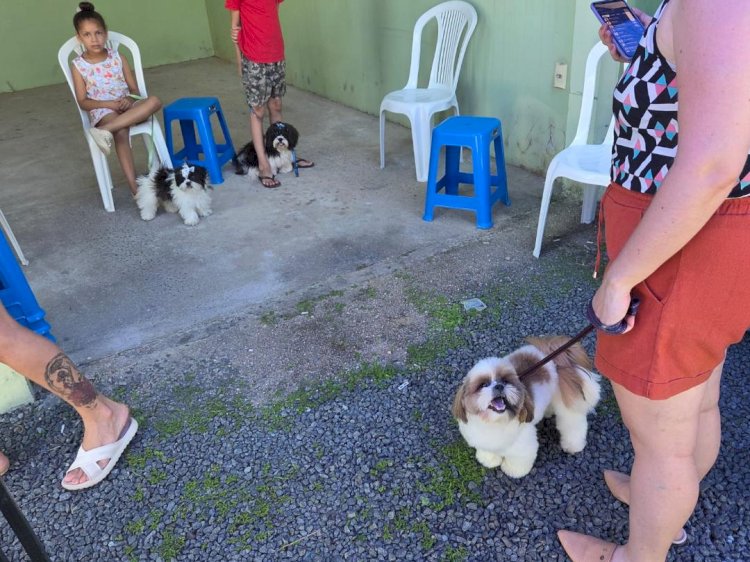 Pet Levado a Sério: Governo do Estado inicia castração de cães e gatos em Urussanga
