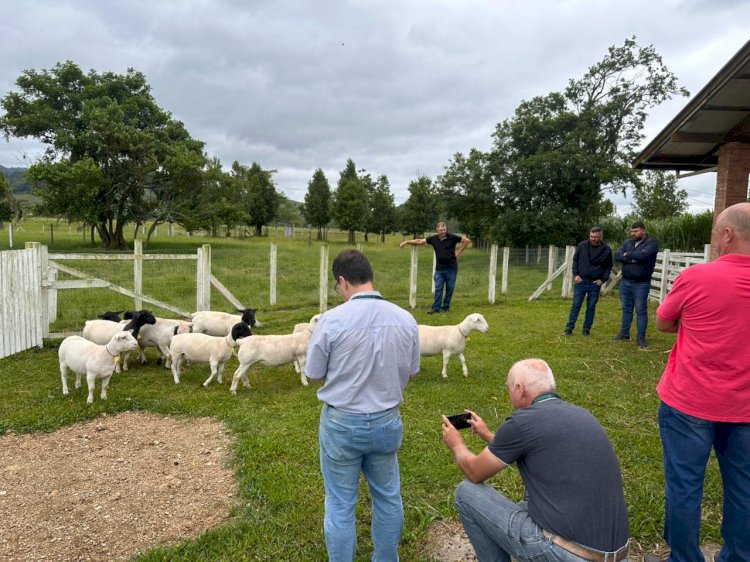 Lançado no Sul do estado, projeto fortalece cadeia produtiva de ovinos e caprinos