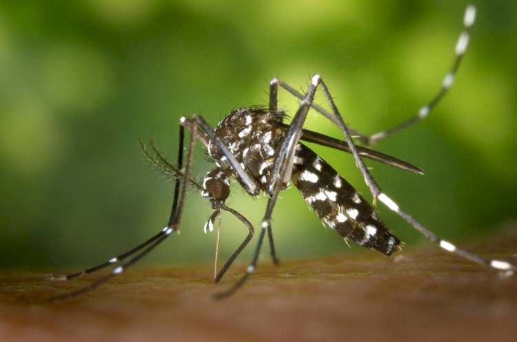 Criciúma iniciará vacinação contra a dengue para crianças e adolescentes de 10 a 14 anos