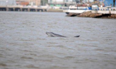 Projeto da Unesc realiza imersão técnica para avançar estudo sobre botos e pesca cooperativa