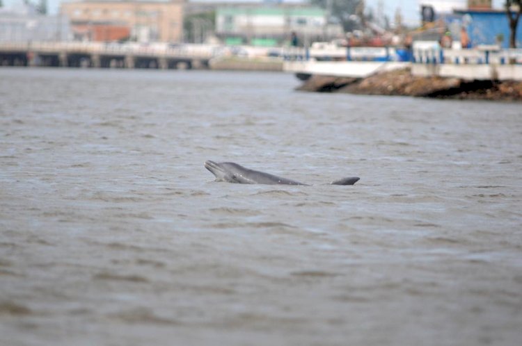 Projeto da Unesc realiza imersão técnica para avançar estudo sobre botos e pesca cooperativa