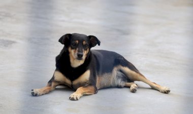 Abril Laranja: no mês de combate à crueldade contra os animais, Governo de SC destaca ações para enfrentamento do problema