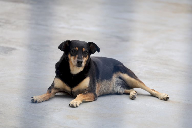 Abril Laranja: no mês de combate à crueldade contra os animais, Governo de SC destaca ações para enfrentamento do problema