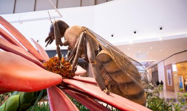Abelha de oito metros é destaque de exposição com insetos gigantes no Nações Shopping