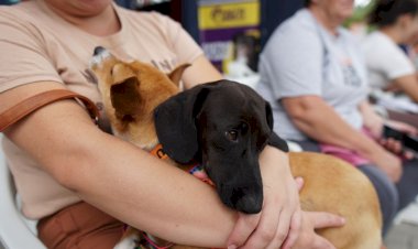 Pet Levado a Sério: maior programa de castração animal do país já viabilizou quase 44 mil procedimentos em 137 municípios de SC