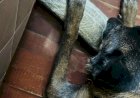 POLÍCIA CIVIL USA CACHORRO PARA LOCALIZAR DROGAS EM CRICIÚMA