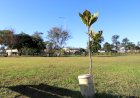 Ação “400 árvores em um minuto” será realizada nos parques da Prefeitura e da Santa Luzia no dia 21 de setembro