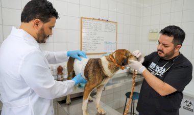 Prefeitura de Criciúma realizará busca de animais para castração gratuita no bairro São Sebastião
