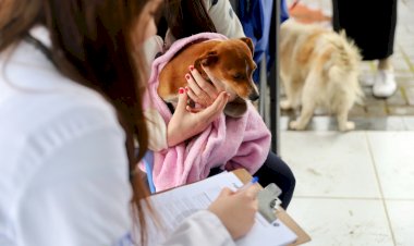 Prefeitura de Criciúma realiza mutirão de castração e beneficia mais de 200 animais