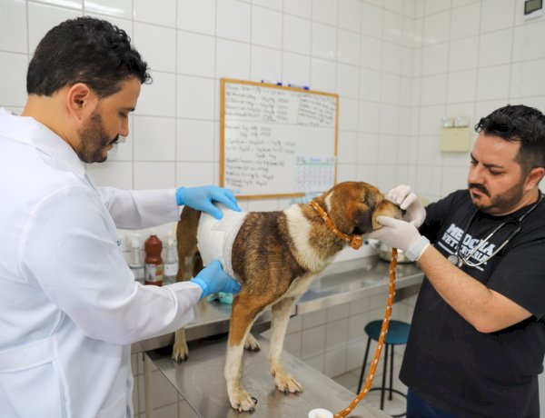 Prefeitura de Criciúma realizará busca de animais para castração gratuita no bairro São Sebastião