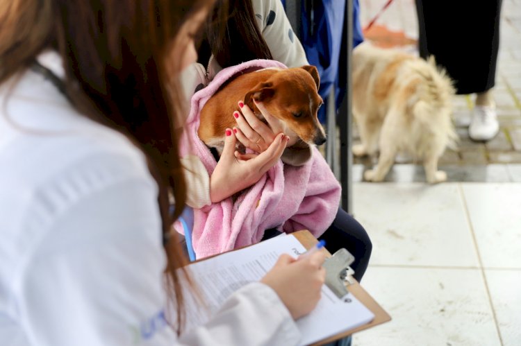 Prefeitura de Criciúma realiza mutirão de castração e beneficia mais de 200 animais