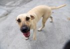 Prefeitura de Criciúma promove Feira de Adoção de cães neste sábado