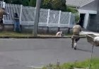 HOMEM É BALEADO PELA POLÍCIA APÓS TENTAR MATAR ESPOSA E APONTAR SACAR ARMA