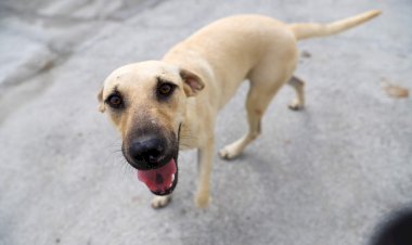 Prefeitura de Criciúma promove Feira de Adoção de cães neste sábado
