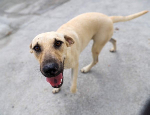 Prefeitura de Criciúma promove Feira de Adoção de cães neste sábado