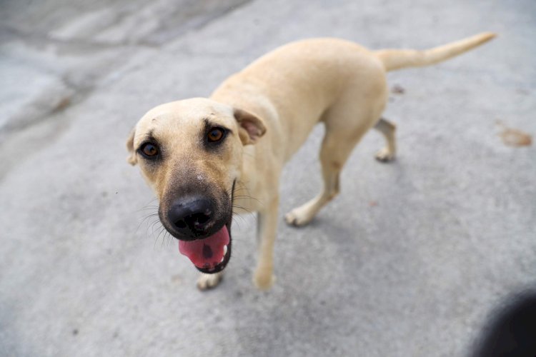 Prefeitura de Criciúma promove Feira de Adoção de cães neste sábado