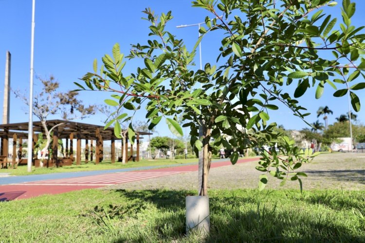 Criciúma realizará plantio de 400 árvores em um minuto nesta terça-feira