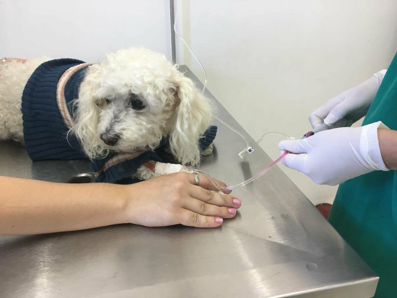 Hospital Veterinário  realiza tratamentos com células-tronco