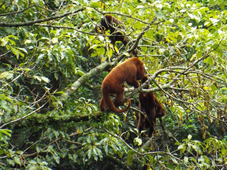 Treviso lança cartilha sobre observação da vida silvestre