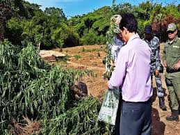 Polícia encontra Plantação de Maconha em uma Ilha no Rincão