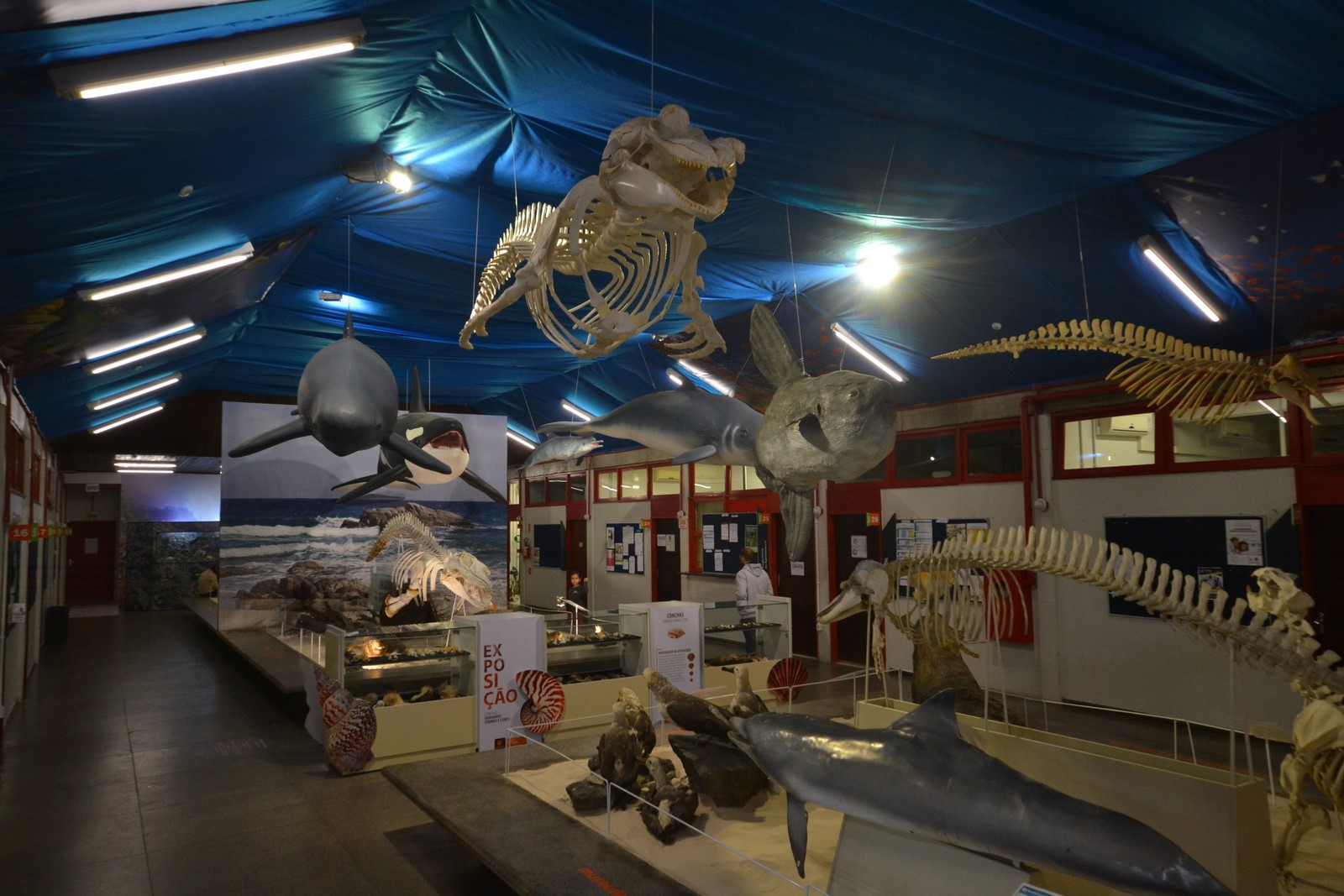 Novos encantos marinhos chegaram no Museu de Zoologia da Unesc