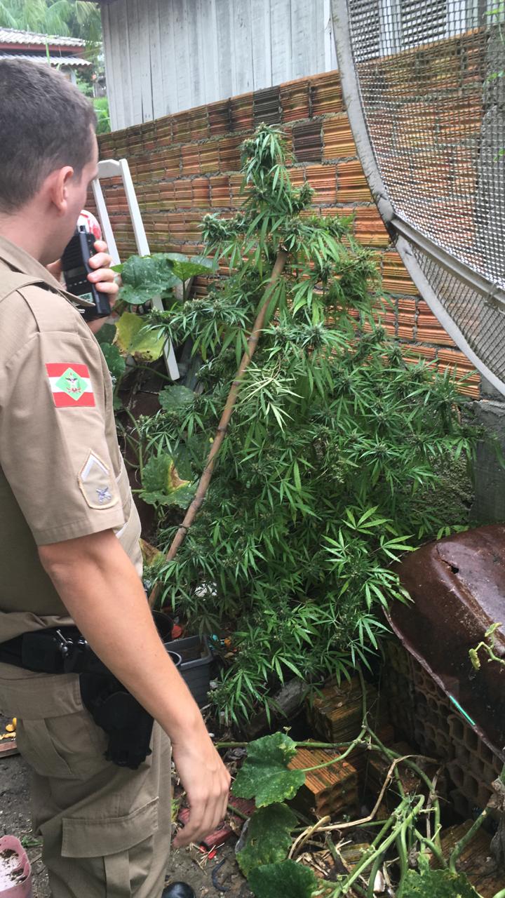 POLÍCIA LOCALIZA PÉ DE MACONHA EM RESIDÊNCIA