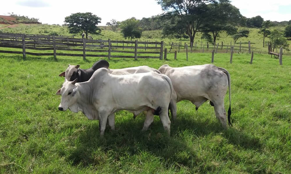 Santa Catarina tem 27 focos de raiva dos herbívoros confirmados