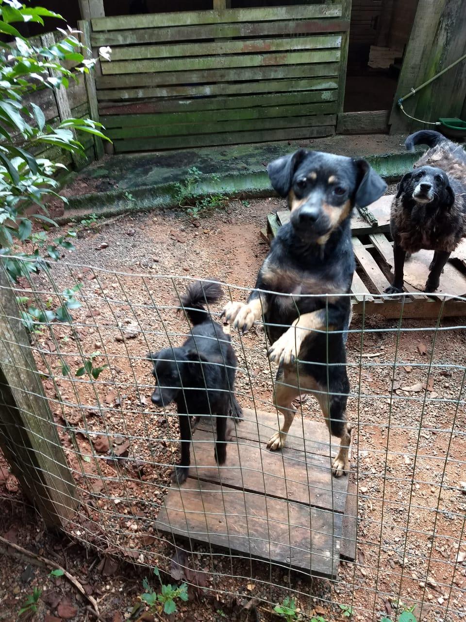 Núcleo de Bem-Estar Animal já soma 500 castrações em Criciúma