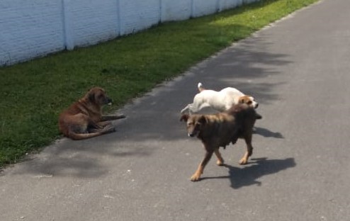 Famcri define empresa que realizará castrações em animais de Criciúma